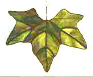 Large Leaf